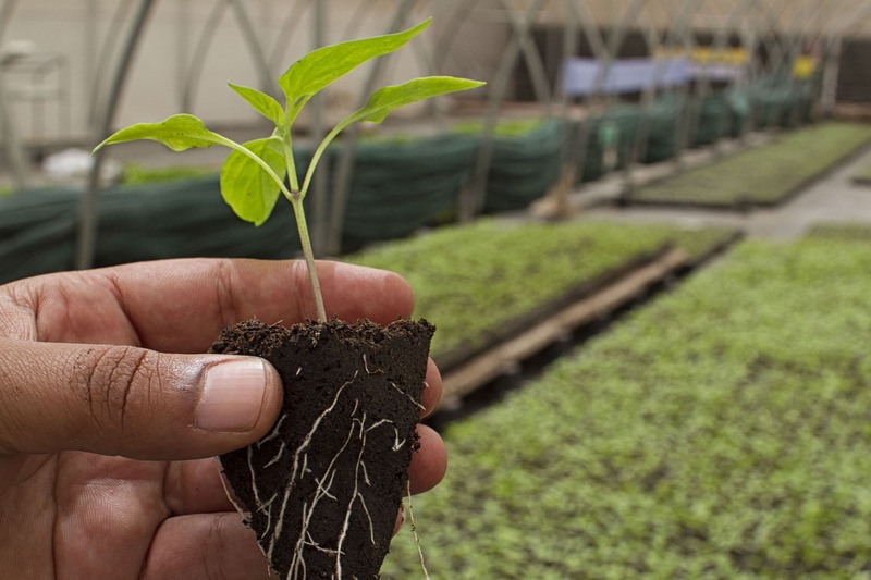 Encontro no Paraná debate agricultura orgânica e adequação dos produtores à Lei de alimentação escolar